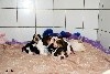  - Ils sont nés!!! 6 superbe chiots