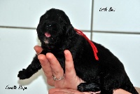 CHIOT femelle collier Rouge