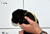 CHIOT male collier Jaune