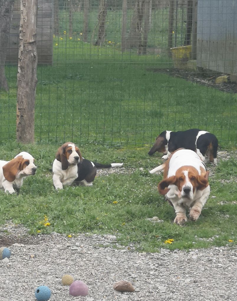 Chiots de Jasmine 2019