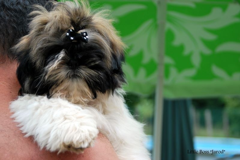 Little-Boss - Shih Tzu - Portée née le 09/03/2014